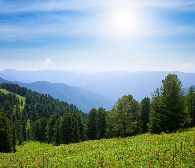 Montañas del bosque en día soleado