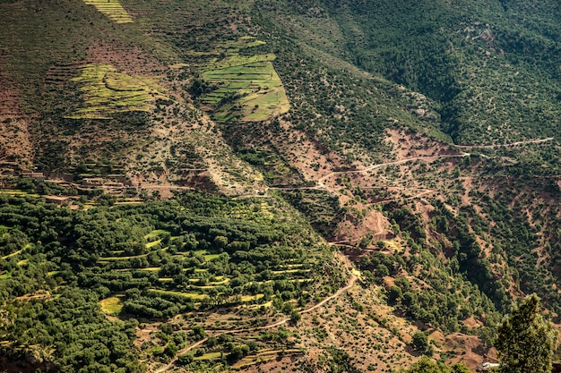 Montañas cubiertas de árboles y vegetación