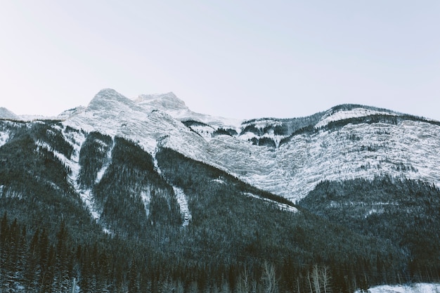 Montañas nevadas con pinos