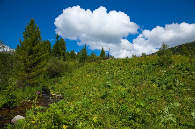 Montañas paisaje con arroyo