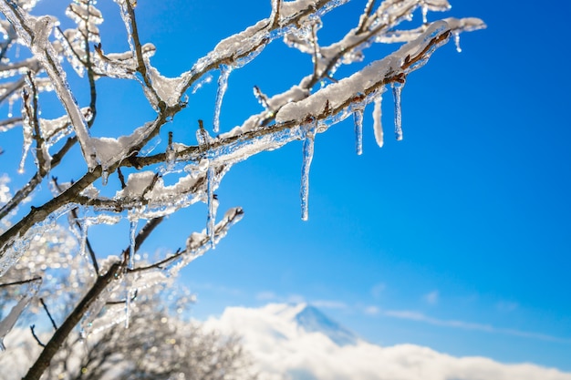 Foto gratuita monte fuji con la capa de hielo en los árboles