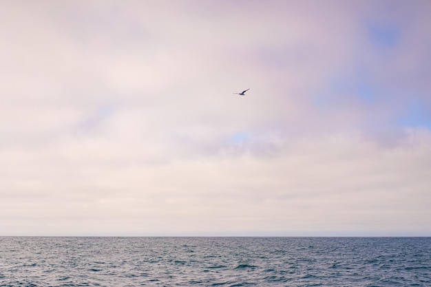 Monterey Bay Whale Watch, orca de aletas de fondo natural