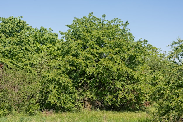 Montón de árboles verdes en un parque con césped en primer plano bajo un cielo azul