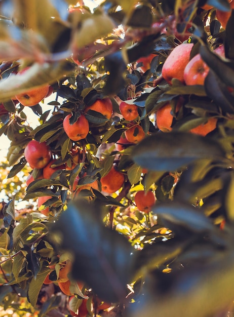 Montón de frutos rosados ovalados de cerca