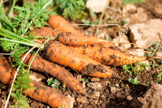 Montón de hermosas zanahorias orgánicas