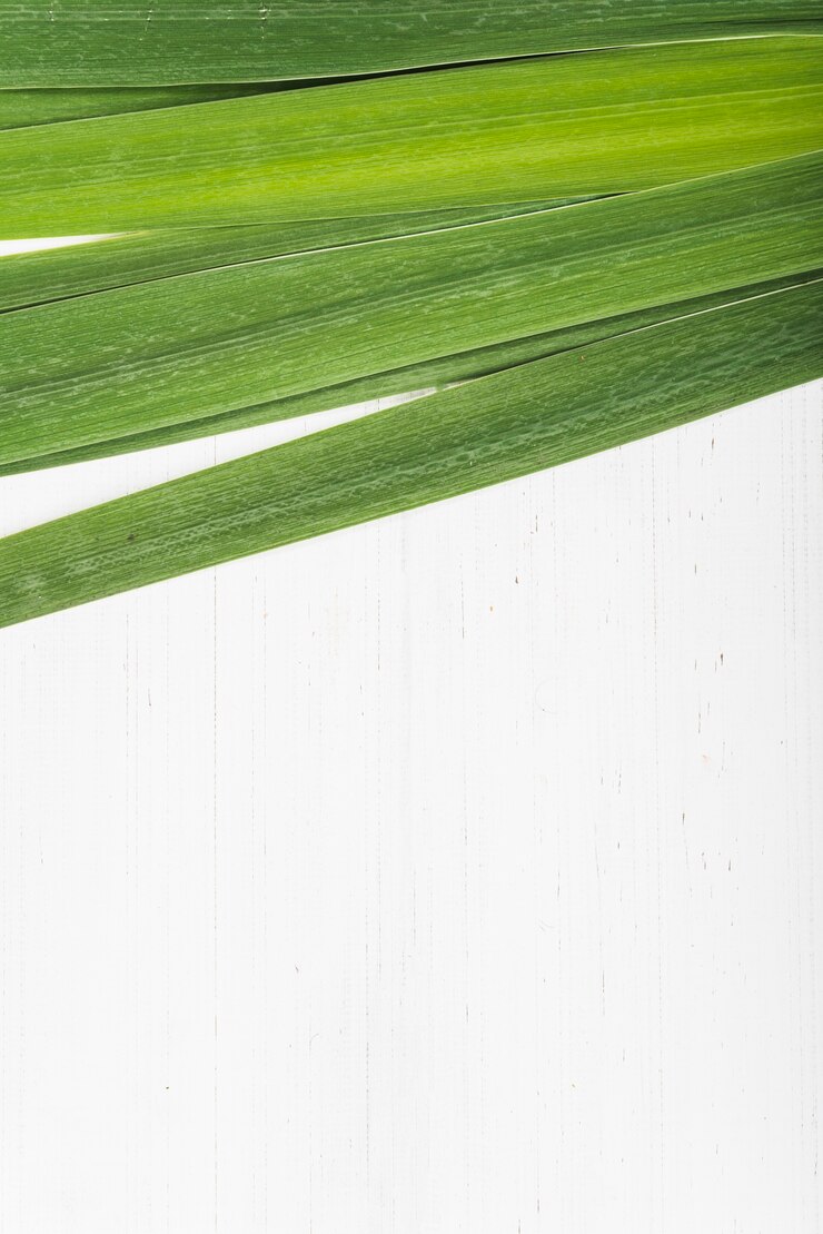 Foto gratuito montón de hojas de plantas delgadas