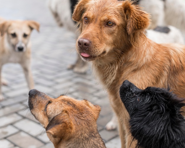 Un montón de lindos perros de rescate en el refugio esperando ser adoptados