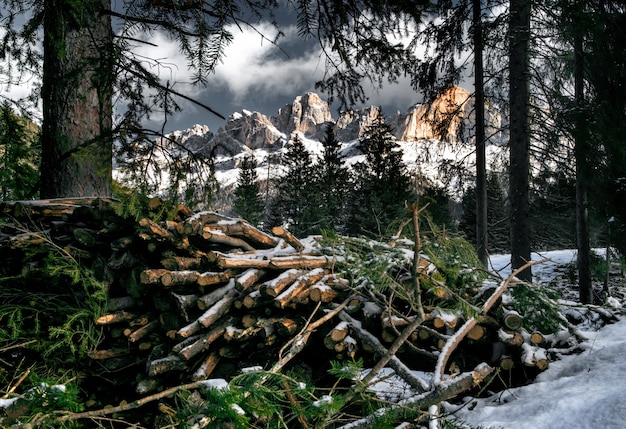 Montón de madera de árbol en un bosque cubierto de nieve rodeado por acantilados en los Dolomitas