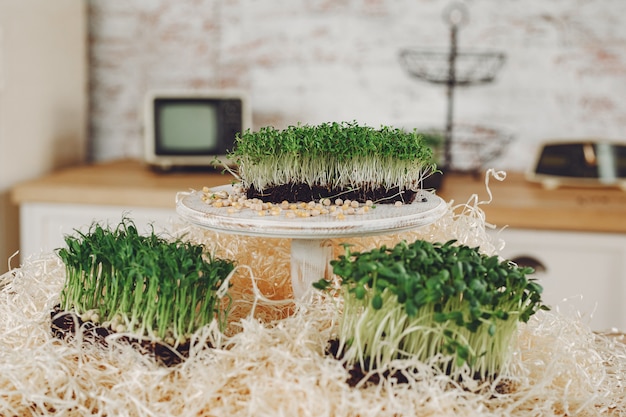 Montón de remolacha micro greens en mesa