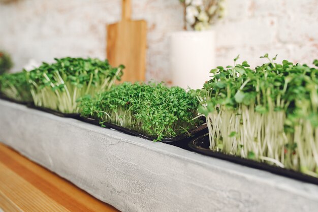 Montón de remolacha micro greens en mesa