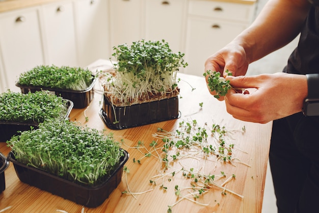 Montón de remolacha micro greens en mesa