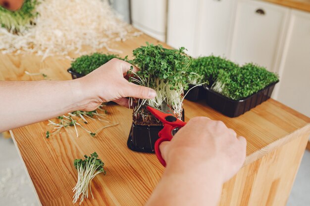 Montón de remolacha micro greens en mesa