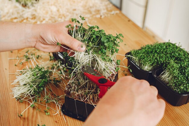 Montón de remolacha micro greens en mesa