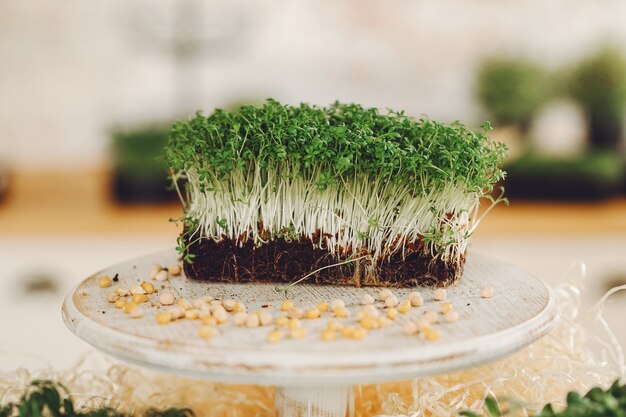 Montón de remolacha micro greens en mesa