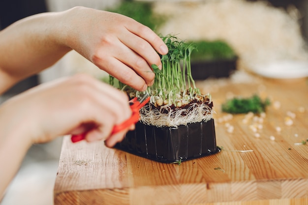 Montón de remolacha micro greens en mesa