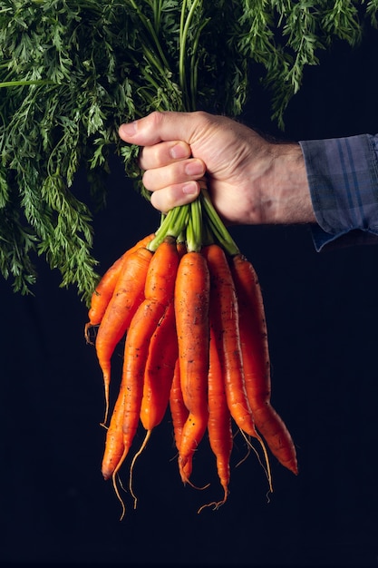 Montón de zanahorias frescas sin limpiar sostenido por la mano de un agricultor.