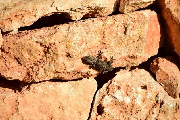 Moorish Gecko arrastrándose sobre las rocas bajo la luz del sol durante el día en Malta