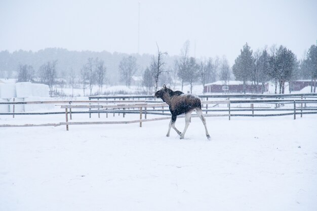 Moose caminando en un campo nevado en el norte de Suecia