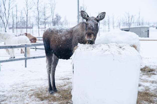 Moose de pie cerca de un bloque de heno mientras mira hacia la cámara en el norte de Suecia