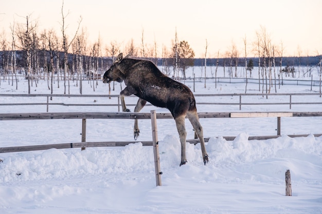 Foto gratuita moose saltando por encima de la valla de madera en el norte de suecia