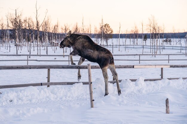 Moose saltando por encima de la valla de madera en el norte de Suecia