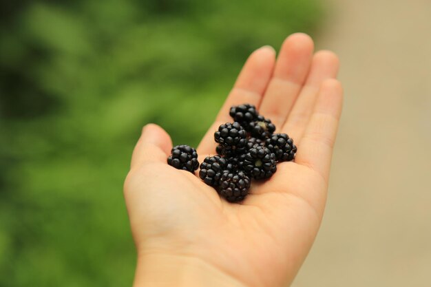 Moras frescas en la palma de una mujer