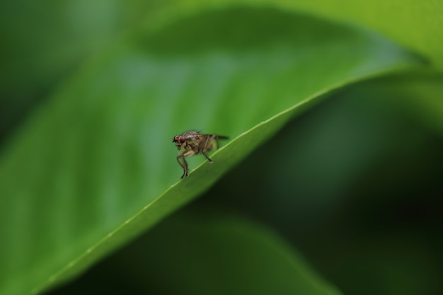 Mosca amarilla del estiércol o mosca dorada del estiércol