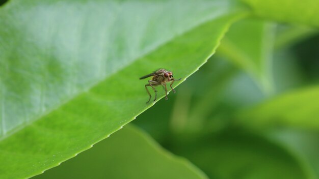 Mosca amarilla del estiércol o mosca dorada del estiércol