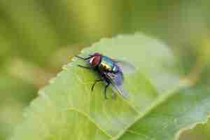 Foto gratuita mosca de botella verde (lucilia sericata)