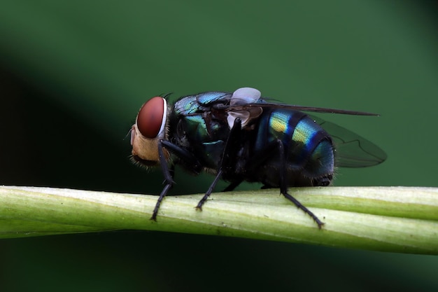 Mosca de botella verde en la rama