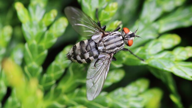 Mosca de la carne (Sarcophagidae)