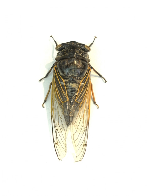 Mosca de cerca