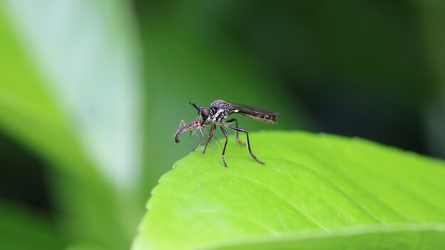 Mosca ladrón con presa