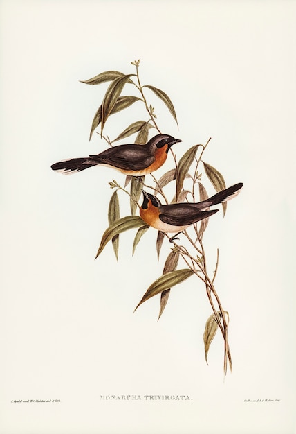 Foto gratuita mosquero de frente negro (monarcha trivirgata) ilustrado por elizabeth gould