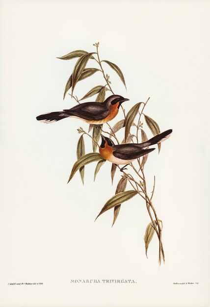 Mosquero de frente negro (Monarcha trivirgata) ilustrado por Elizabeth Gould