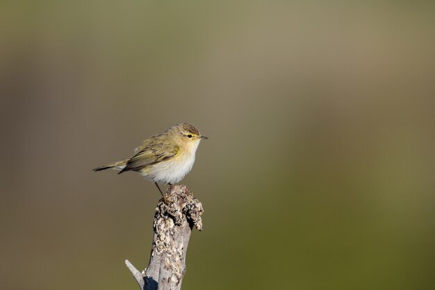 Mosquitero común de invernada, Phylloscopus collybita