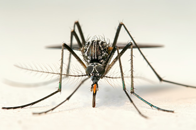 Foto gratuita el mosquito en 3d en el estudio