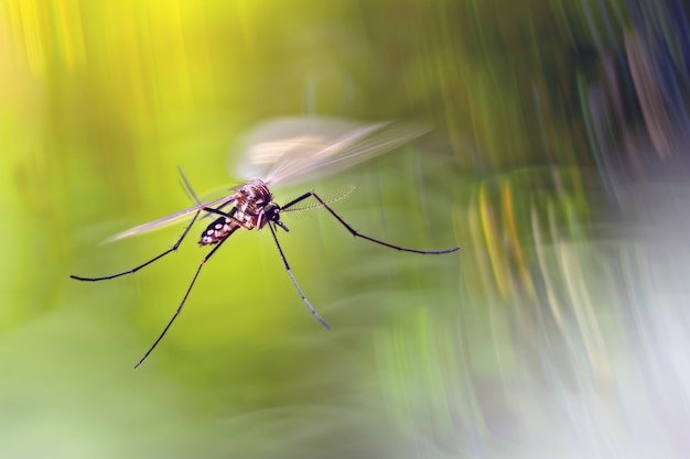 Foto gratuita mosquito muy detallado