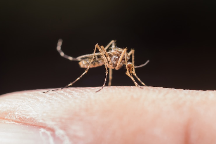 Foto gratuito mosquito