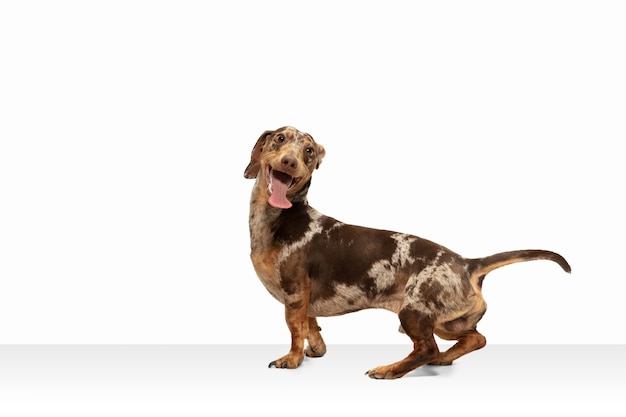 Movimiento. Lindo perrito dulce de perro Dachshund marrón o mascota posando aislado en la pared blanca. Concepto de movimiento, amor de mascotas, vida animal. Parece feliz, gracioso. Copyspace para anuncio. Jugando, corriendo.