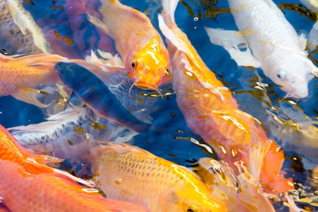 Movimiento de los peces koi hermosa natación en el estanque