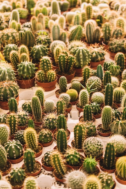 Muchas cactus