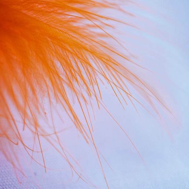 Muchas fibras naranjas abstractas en la parte superior de la pluma