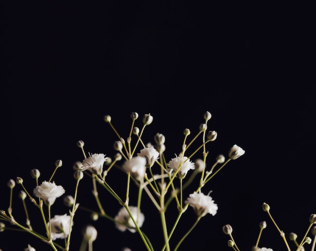 Muchas flores blancas frescas en ramita