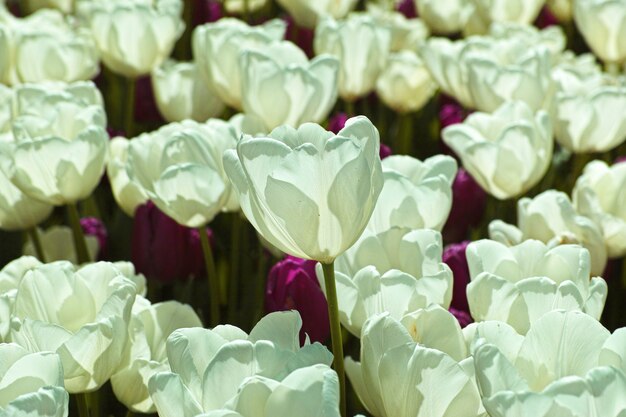 Muchas flores blancas