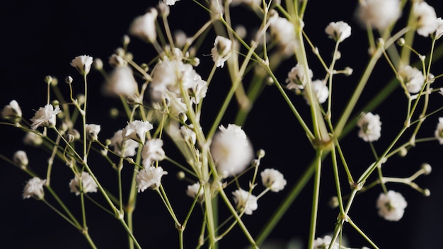 Foto gratuita muchas flores frescas ligeras en ramita