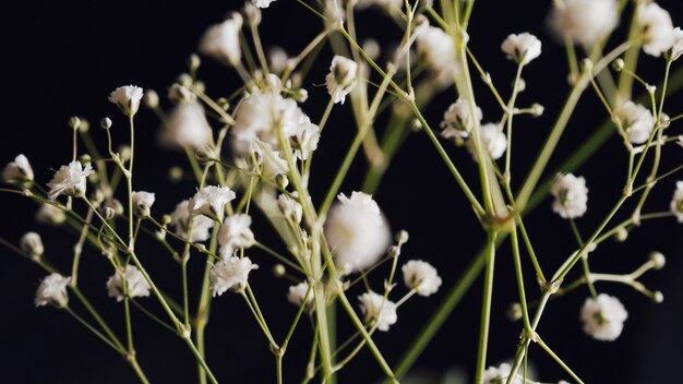 Muchas flores frescas ligeras en ramita