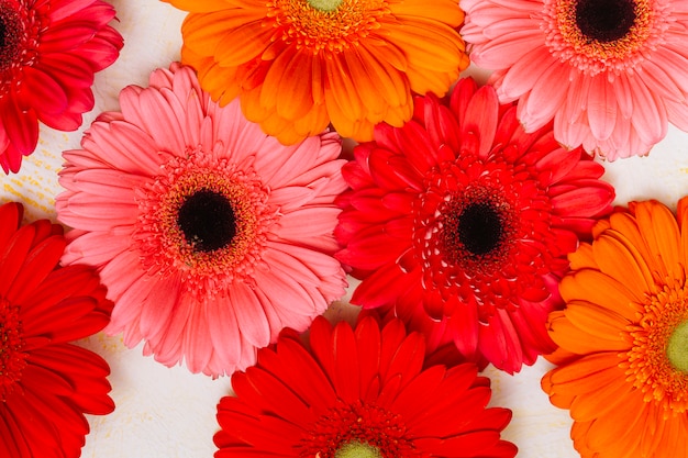 Foto gratuita muchas flores de gerbera en mesa blanca