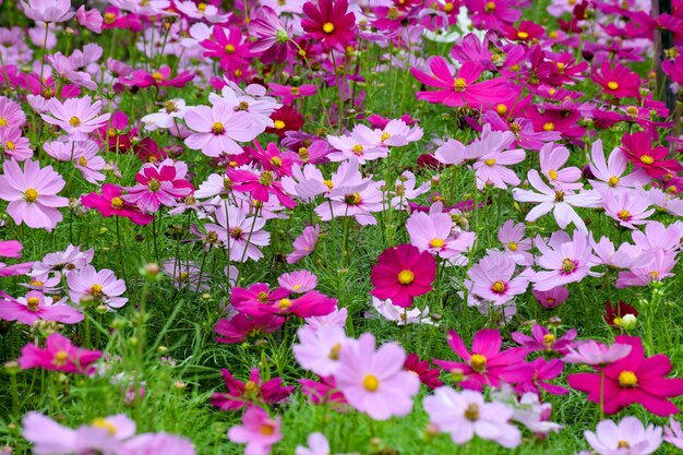 Muchas flores lilas y rosas