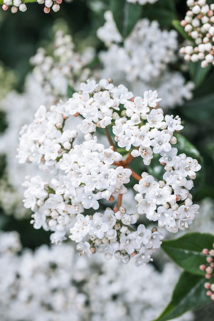 Muchas flores silvestres blancas